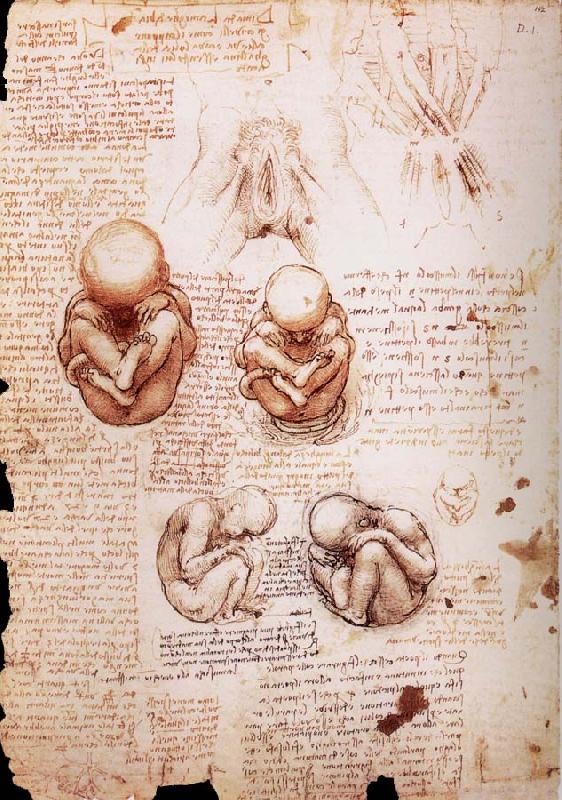 LEONARDO da Vinci The Fotus in the Uterus oil painting image